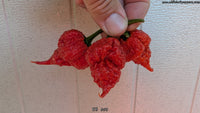 RB 003 - Pepper Seeds - White Hot Peppers
